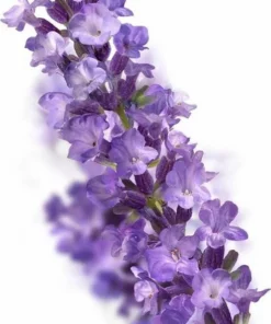 Kneipp Relaxing - Douche Foam -NIVEA Shop 492x840 3