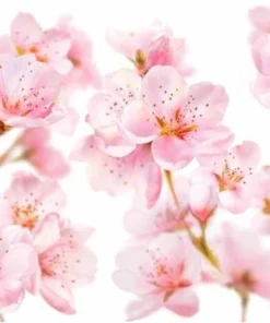 Kneipp Soft Skin - Douchegel -NIVEA Shop 550x387 8