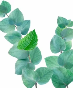 Kneipp Refreshing - Douche Foam -NIVEA Shop 550x564 9